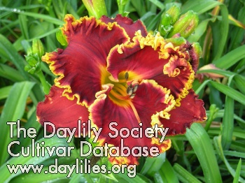 Daylily Spacecoast Casino Red